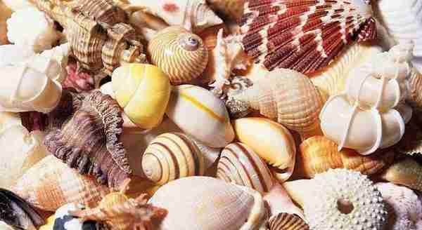 贝壳为何能成为货币，如何区分面值大小，海边捡贝壳能发财么