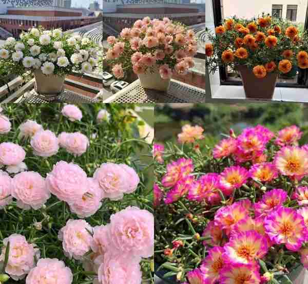 100种花能养在阳台上，50种开花的，40种绿植，10种蔬果
