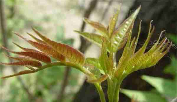 野菜红香椿也能大批量种植了，你知道怎么育苗吗？