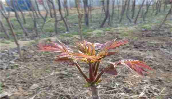 野菜红香椿也能大批量种植了，你知道怎么育苗吗？