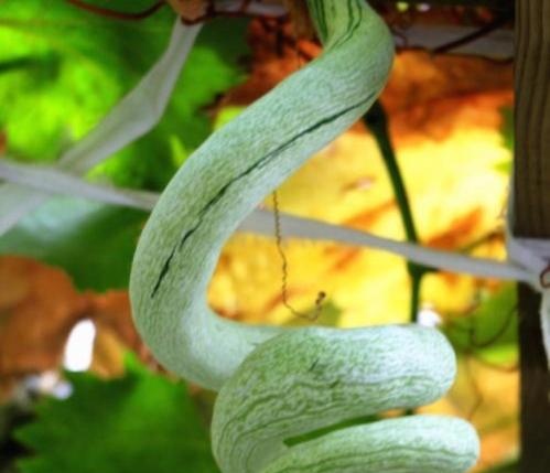 蛇瓜虽丑，但是很好吃，种植前景与利润如何？