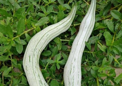 蛇瓜虽丑，但是很好吃，种植前景与利润如何？