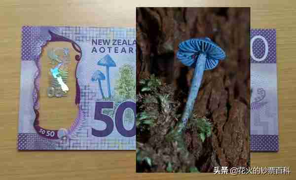 一张政治正确的新西兰钞票，将新西兰原住民土著搬上钞票