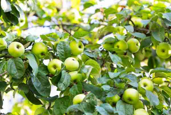 苹果季节性特征对期货价格影响？