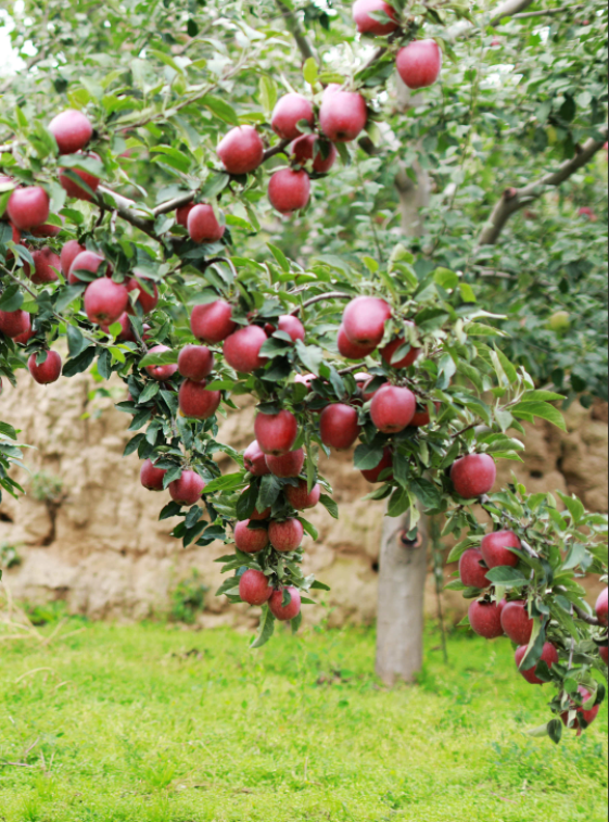 苹果季节性特征对期货价格影响？